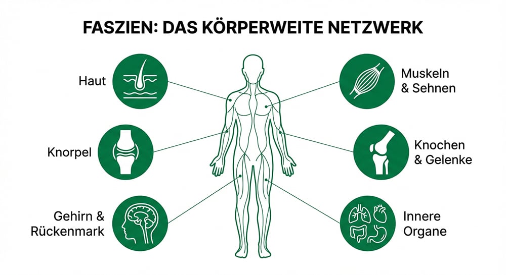 Faszien als vernetztes Körpersystem bei Rückenschmerzen